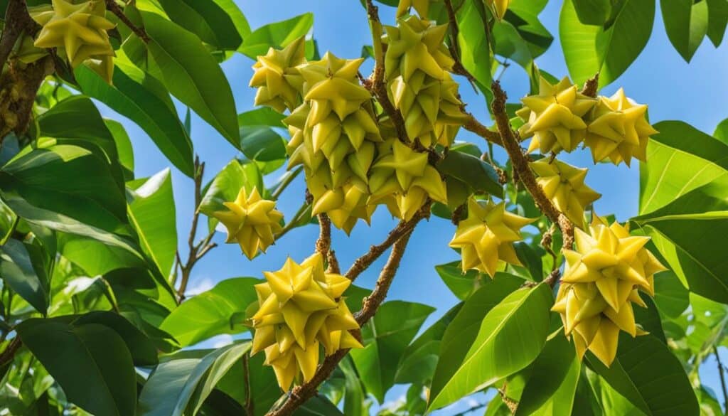 star fruit