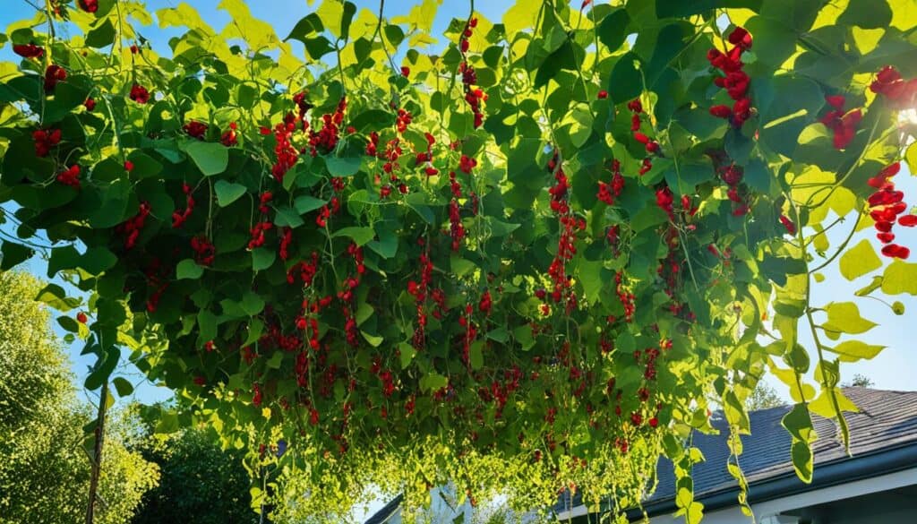 Support for Scarlet Runner Beans