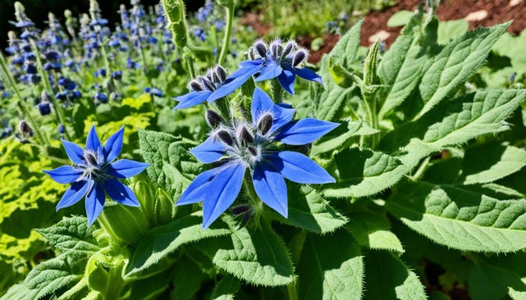 borage companion plant