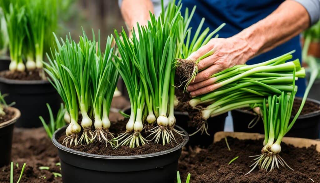 caring for green onions