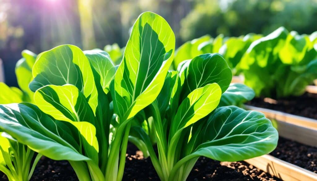 growing bok choy