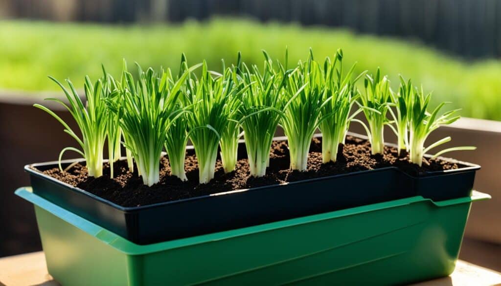 growing green onions in containers