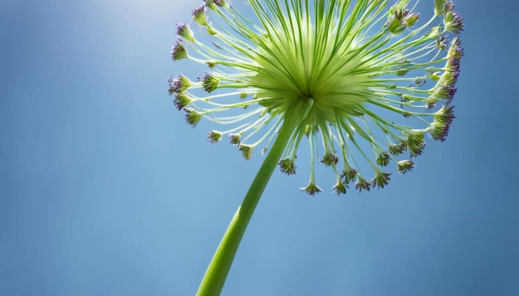 onion flower size