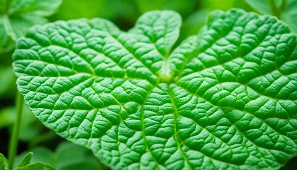 potato plant leaves