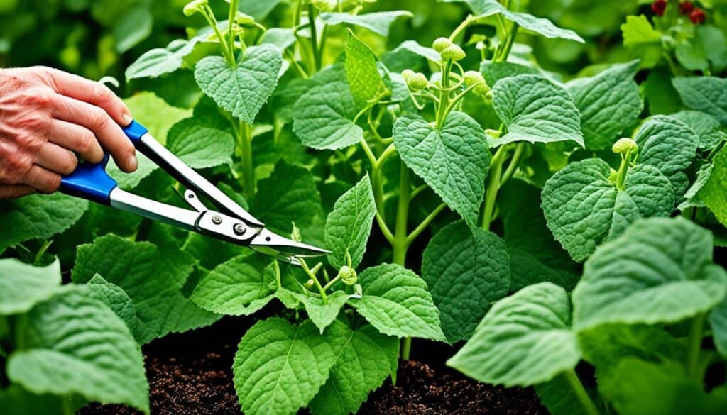 pruning cucumber vines