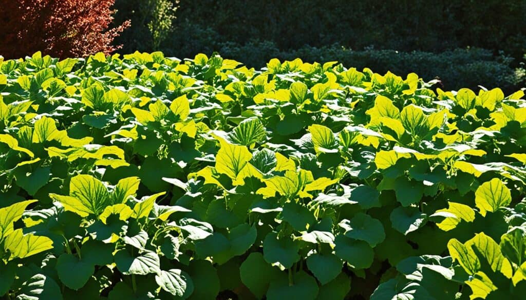 Pumpkin Development