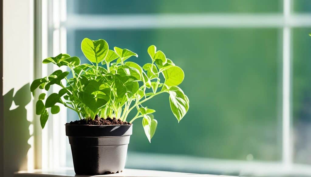 how to grow cilantro