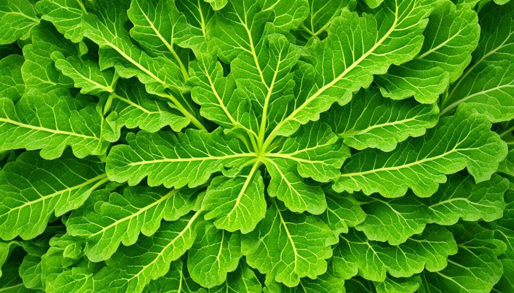 rhubarb leaf identification